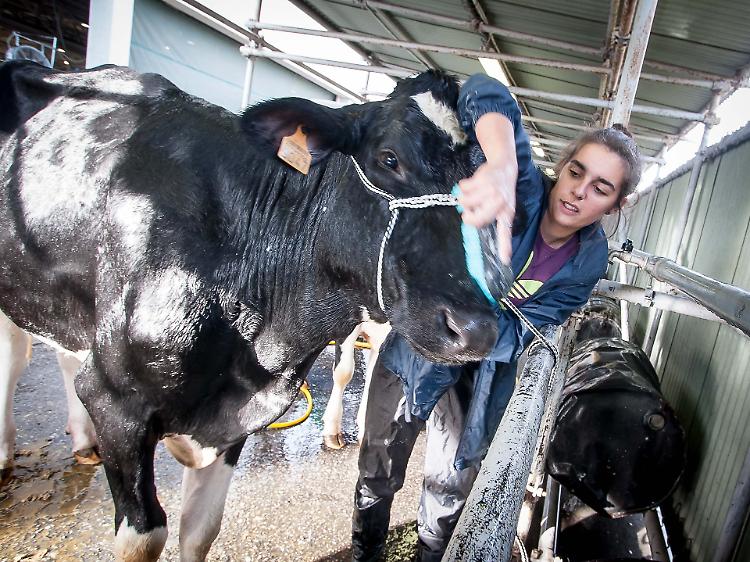 Fiere zootecniche internazionali, il futuro passa da Cremona