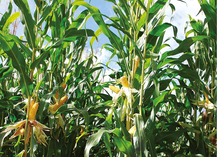 Mais: sanità, sostenibilità e qualità