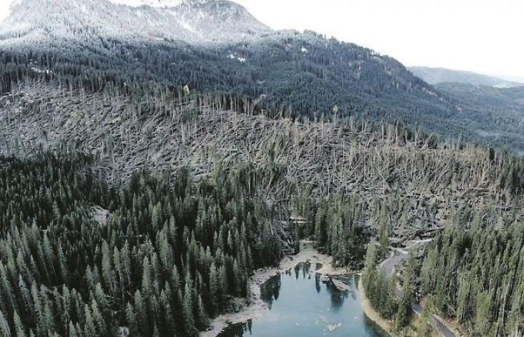 La foresta violini piegata dal maltempo