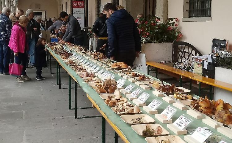 Mostra micologica, folla in piazza Duomo