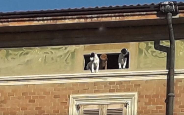 Cani su un cornicione, cucciolo cade nel vuoto