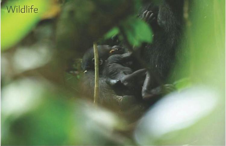 A Dzanga Sangha è nato un gorilla