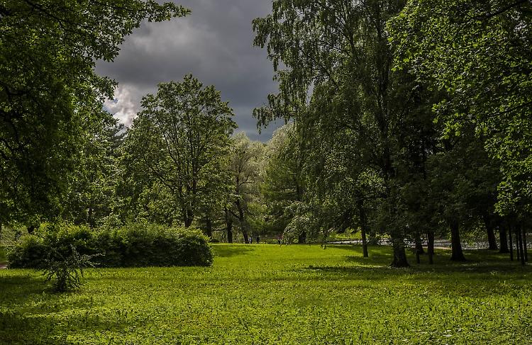 Regala un albero alla tua città, ecco come fare