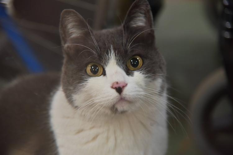 Cuoricina, mascotte all'Oglio Po