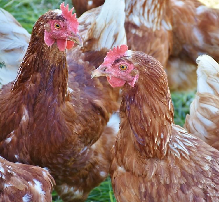 Ladri di galline a Pontevico