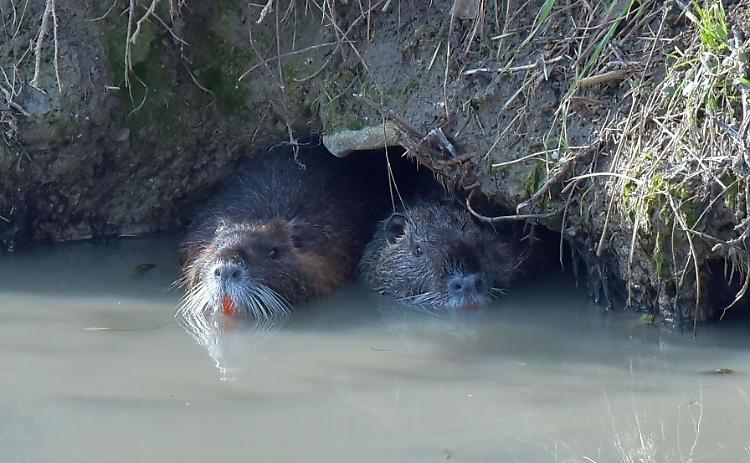 Dal Navarolo 340 gabbie per le nutrie: 'Ma gli animalisti le danneggiano'