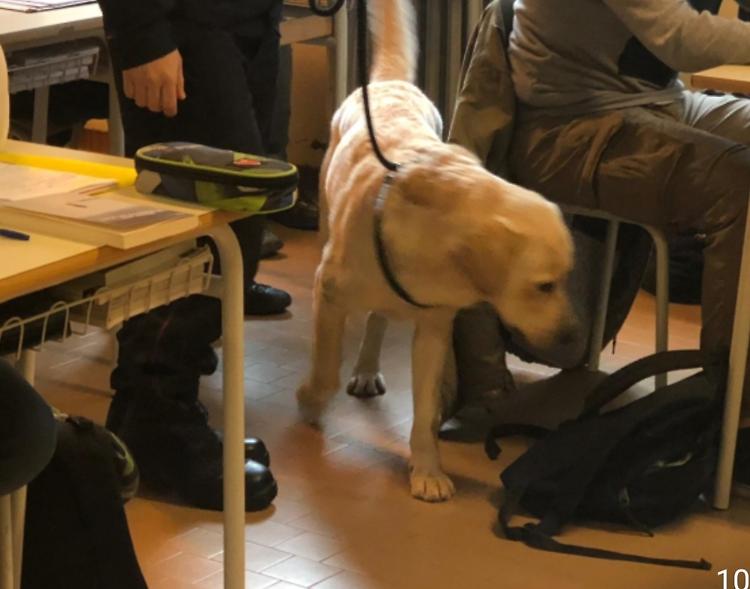 Cani antidroga al Torriani, cinque studenti segnalati