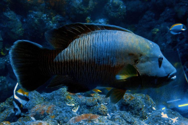 Carnevale e World Wildlife Day a Gardaland Sea Life Aquarium