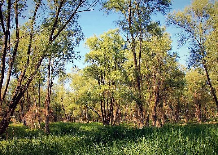 Nel Parco Oglio Sud 'la foresta che dona benessere all’uomo'