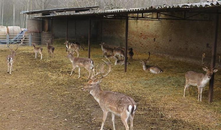 Allevamento abusivo di daini in cascina, un denunciato
