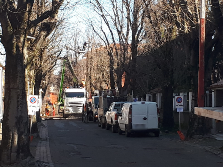Via Bacchetta, iniziato il contestato taglio degli alberi