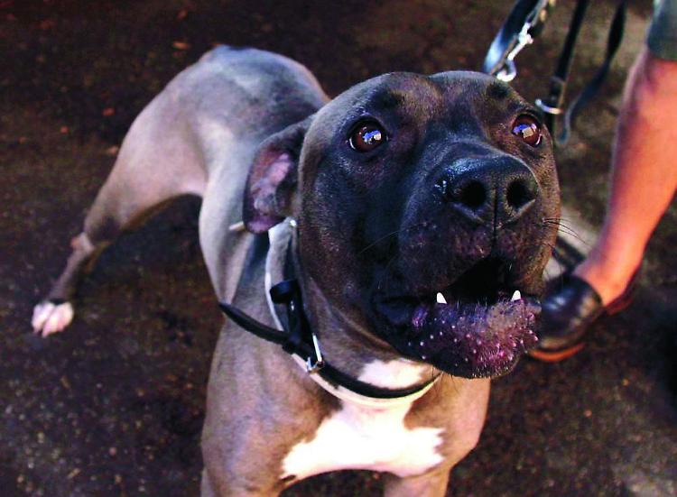 Caorso, cane pitbull libero: paura ed esposto ai carabinieri