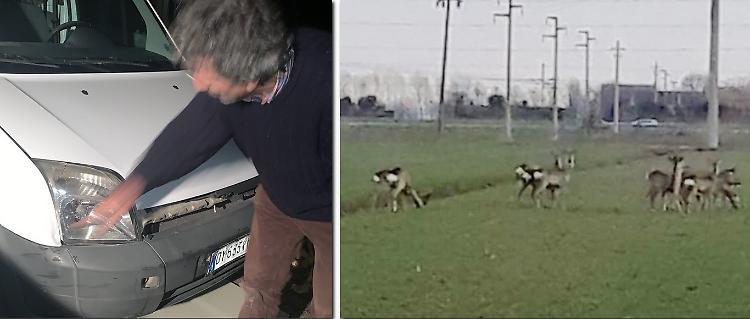 Caprioli attraversano la strada, schianto e danni