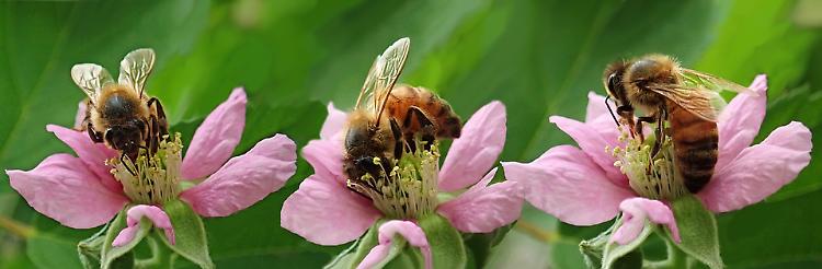 Proteggiamo le api, in Comune la firma del patto Urban Bees