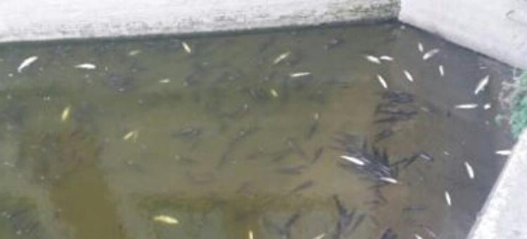 Pesci morti nella roggia
