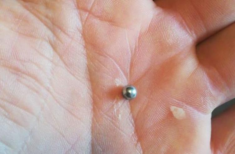 Spari ai gatti, c'è la prova: trovato il pallino della carabina