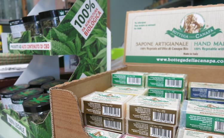 A Cremona è boom: 'nonni in erba' e cincin  alla canapa