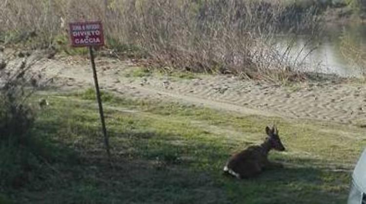 I caprioli saltano nell'orto, catturati i vigili