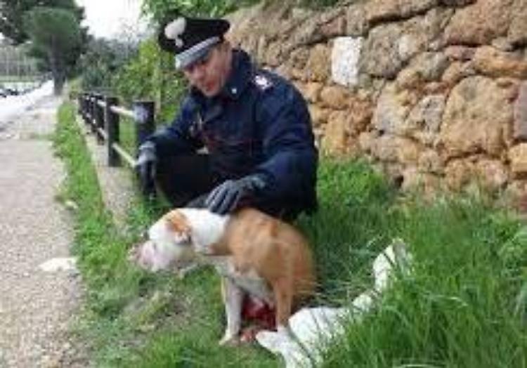 Aggredita da un pitbull, 50enne curata al pronto soccorso