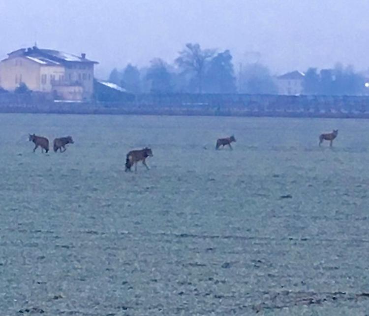 Lupi, cosa fare in caso di incontro ravvicinato