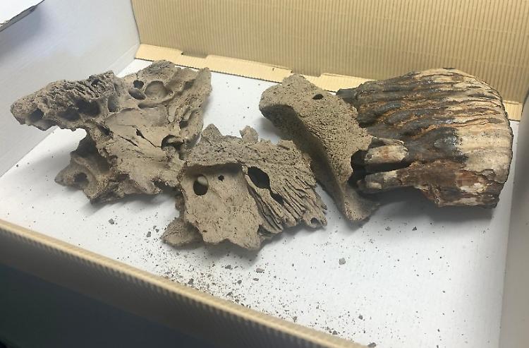 Monticelli, dal Po affiorano reperti di un mammuth