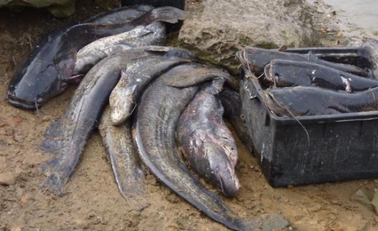 Operazione siluri, oltre 300 catture