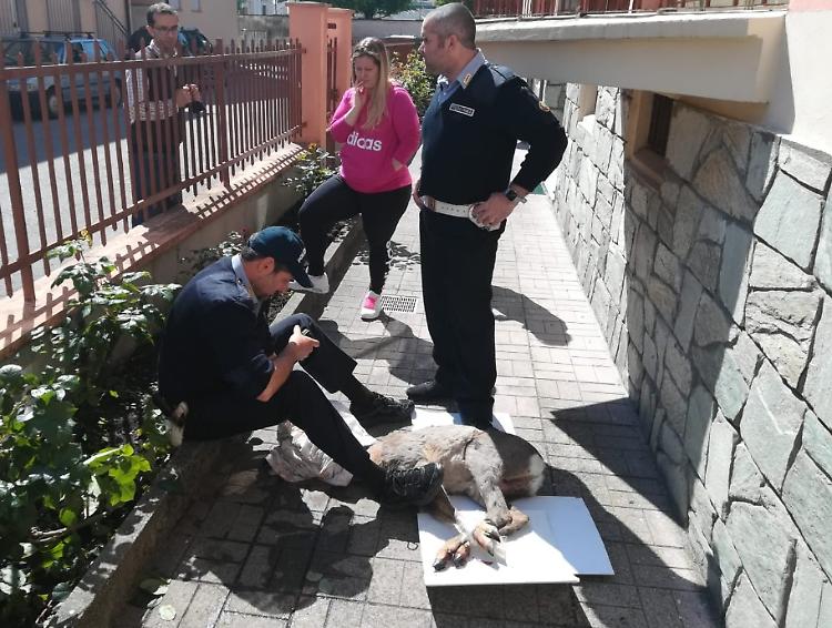 Capriolo ferito recuperato in via Trieste