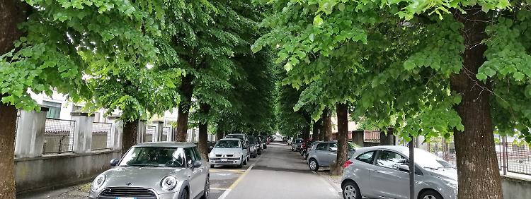 'In città ci sono altri alberi a rischio'
