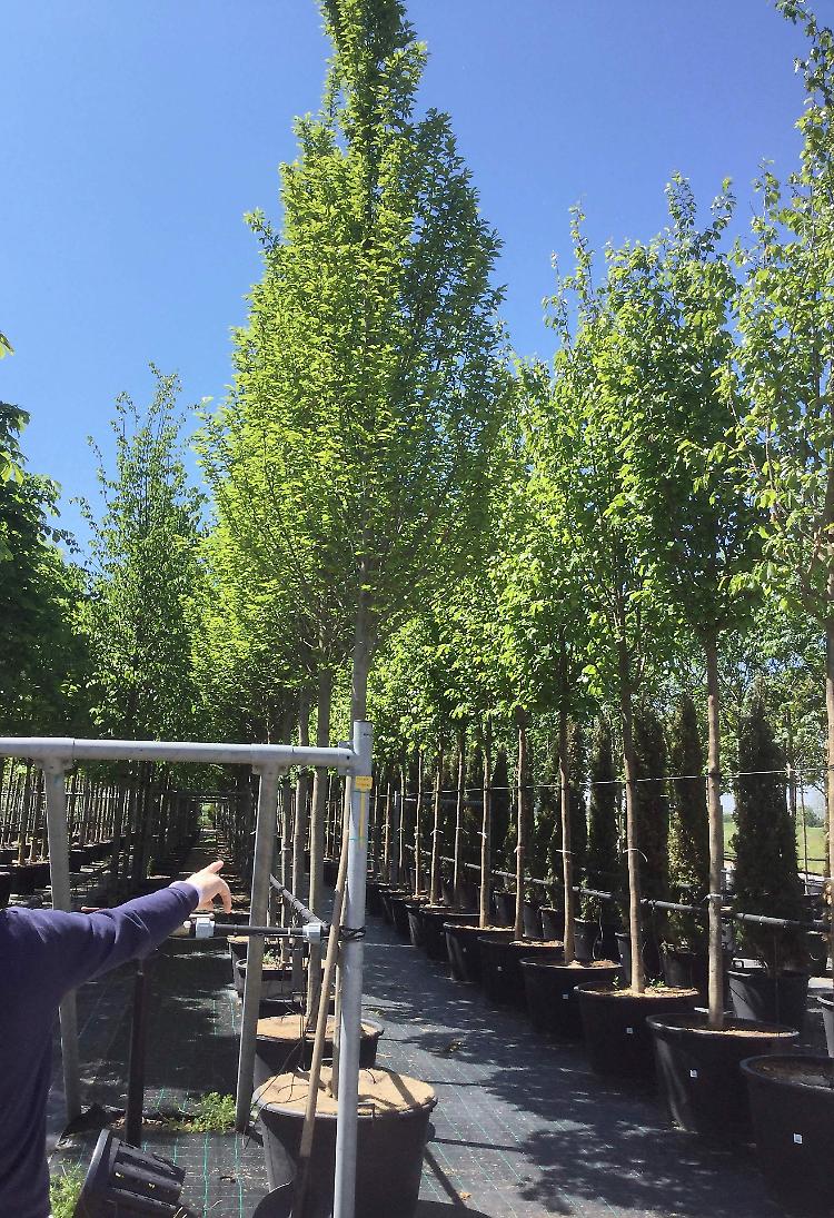 Rinviata la foresta in piazza