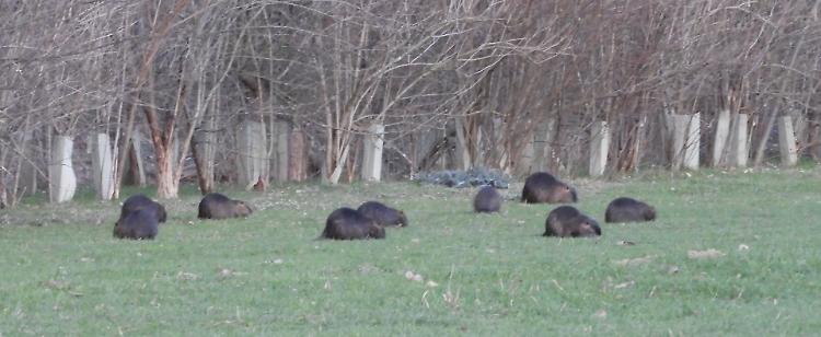 Braguri, ecco il muro anti nutrie