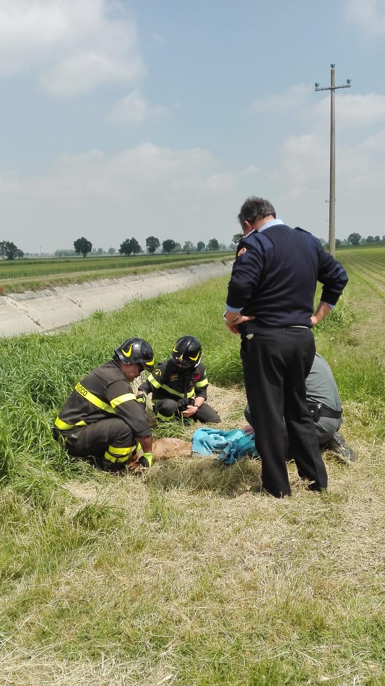 Capriolo ferito recupero e portato al Cras