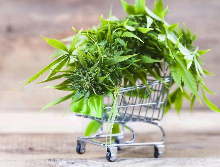 «Giù le mani dalla cannabis light», rivolta online anti-Salvini