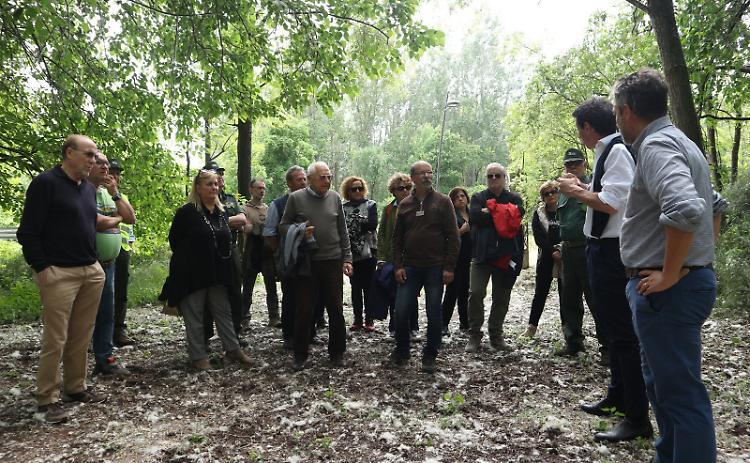 Il bosco di pianura è tornato a vivere