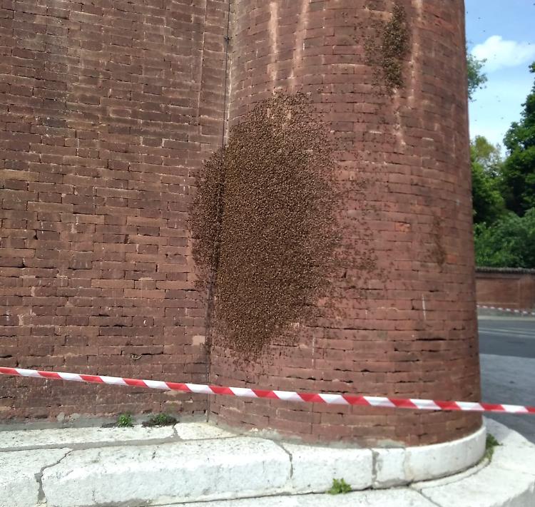Sciame d'api sulla torre