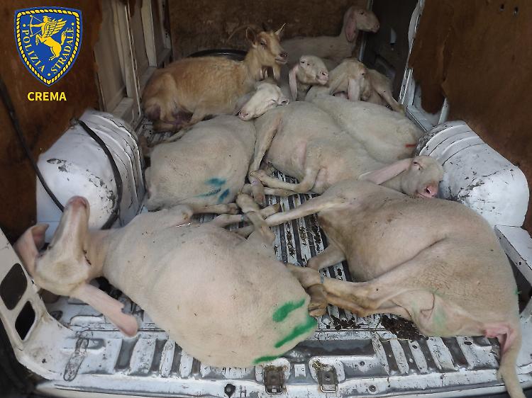 Pecore nel furgone, denunciato