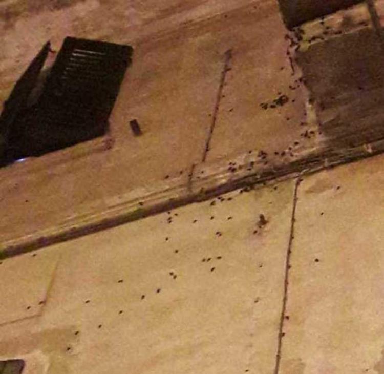 I muri delle case pieni di scarafaggi, è emergenza