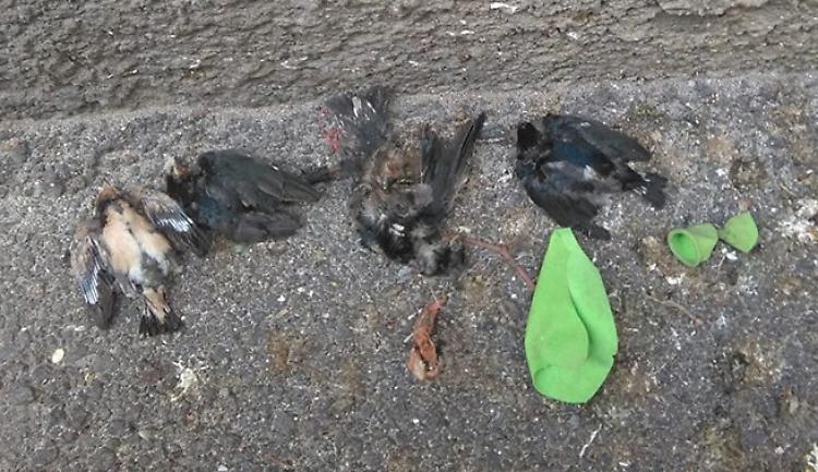 Gavettoni sui nidi, morti i rondinini