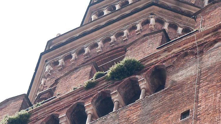 Sul Torrazzo erbacce ovunque