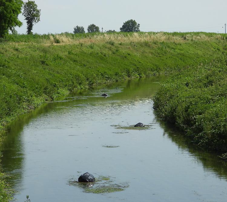 Sacchi di rifiuti gettati nel canale Navarolo