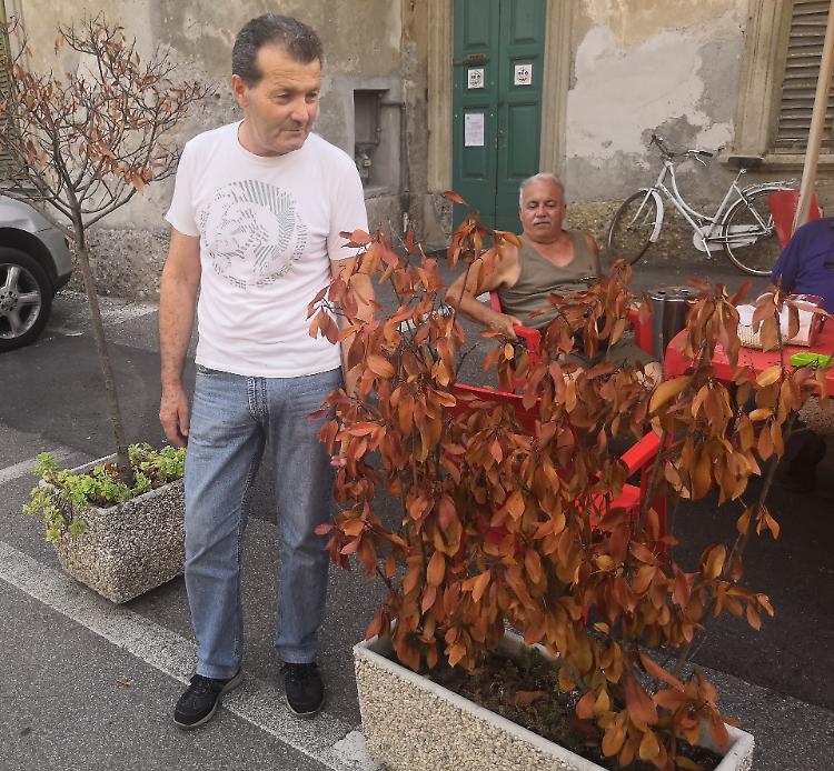 Vandali in azione, piante e fiori nel mirino