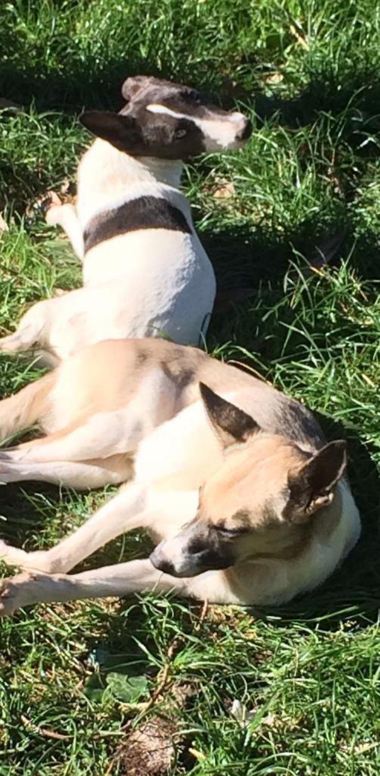 In cura per un tumore non rinuncia ai suoi cani: «Sono la mia vita»