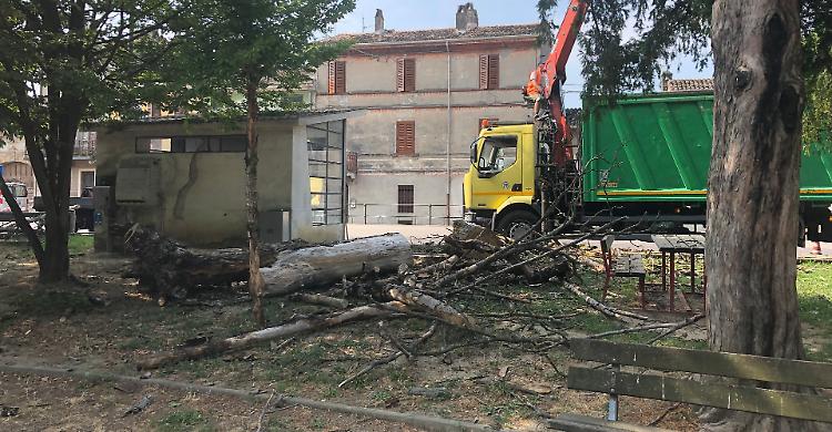 Rimosse le  piante pericolanti ai giardini