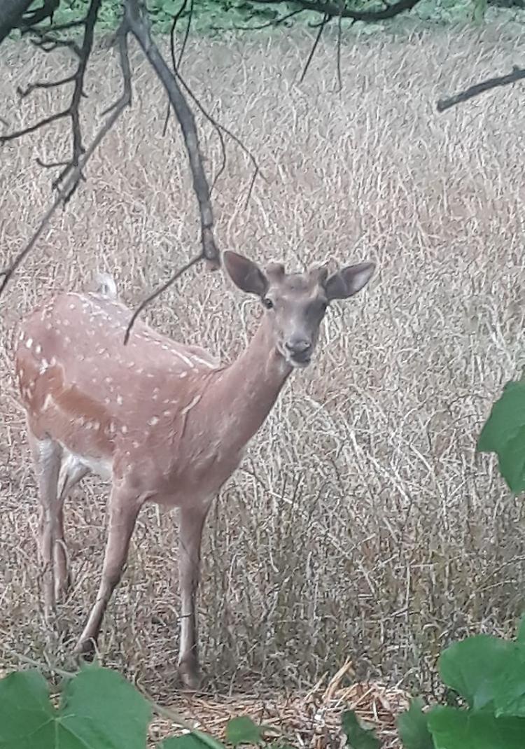Parco Oglio, daini 'fuori controllo': allerta massima