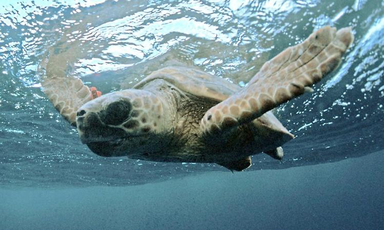 Zoologia, una caretta nel Po. Il mistero della tartaruga marina