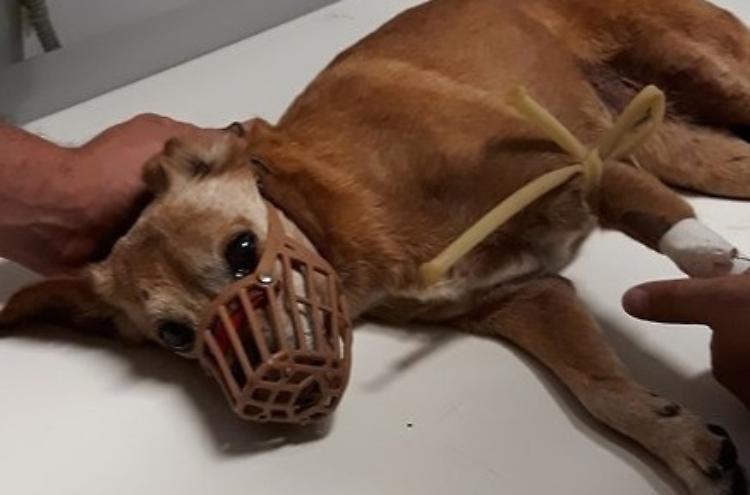 Castelvetro: animali, clandestina a bordo