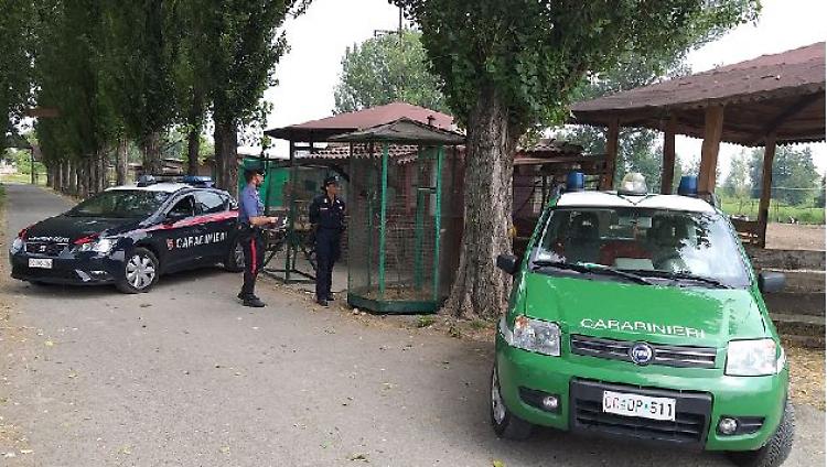 Custode aggredito e animali uccisi: individuati i responsabili