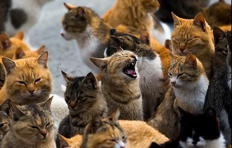 Crema città di gatti :  56  le colonie feline