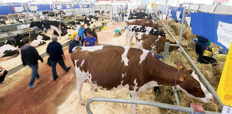 Bovino, il Consorzio Agrario c'è