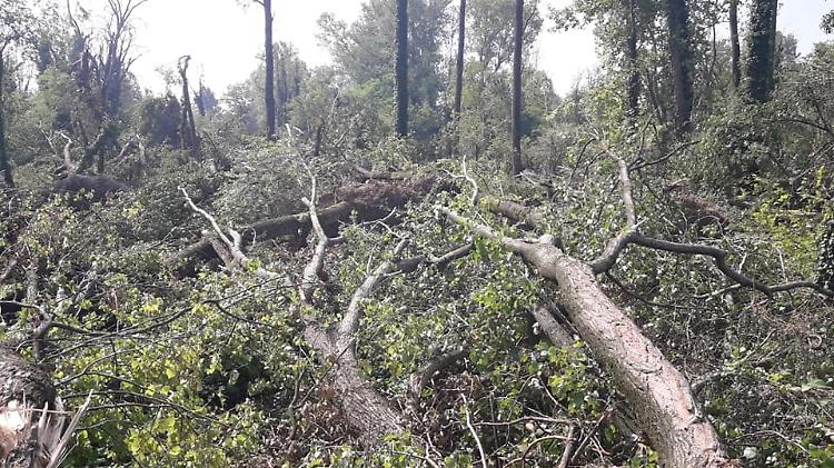 Riserva Menasciutto, bosco devastato dal maltempo