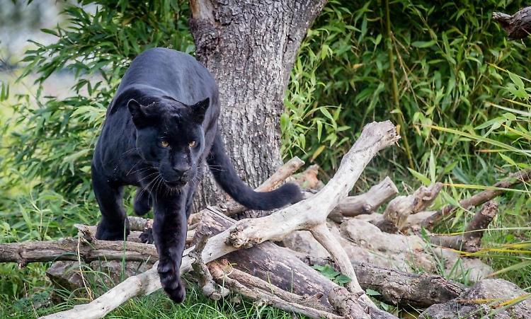 Avvistato grosso felino nero nei campi di Cizzolo